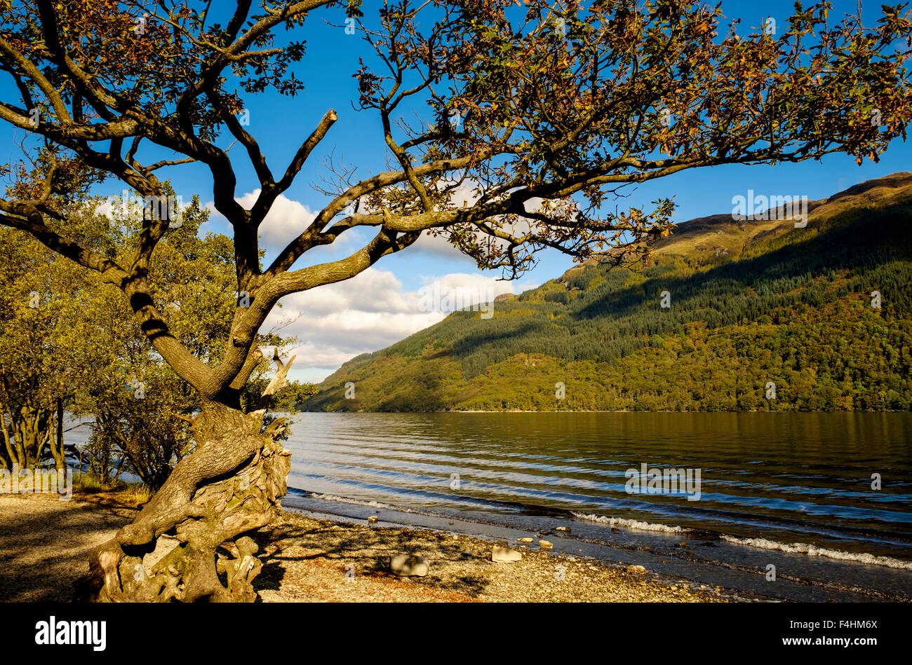 Einen alten Knarled Baum am Ufer am Firkin Punkt, Loch Lomond, Argyll and Bute, Scotland Stockfoto