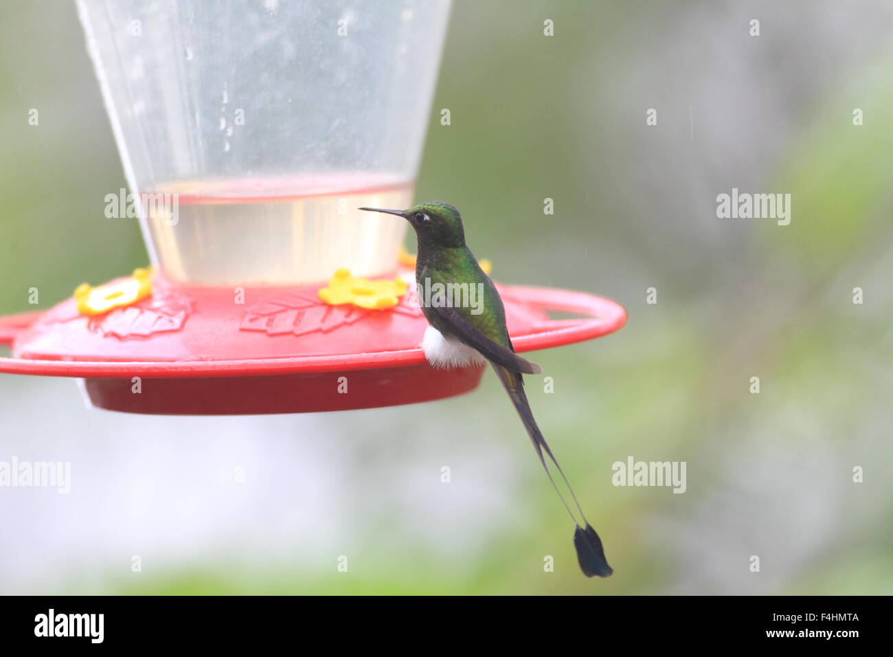 Gestarteten Schläger-Tail (Grundfarbe Underwoodii) in Ecuador Stockfoto