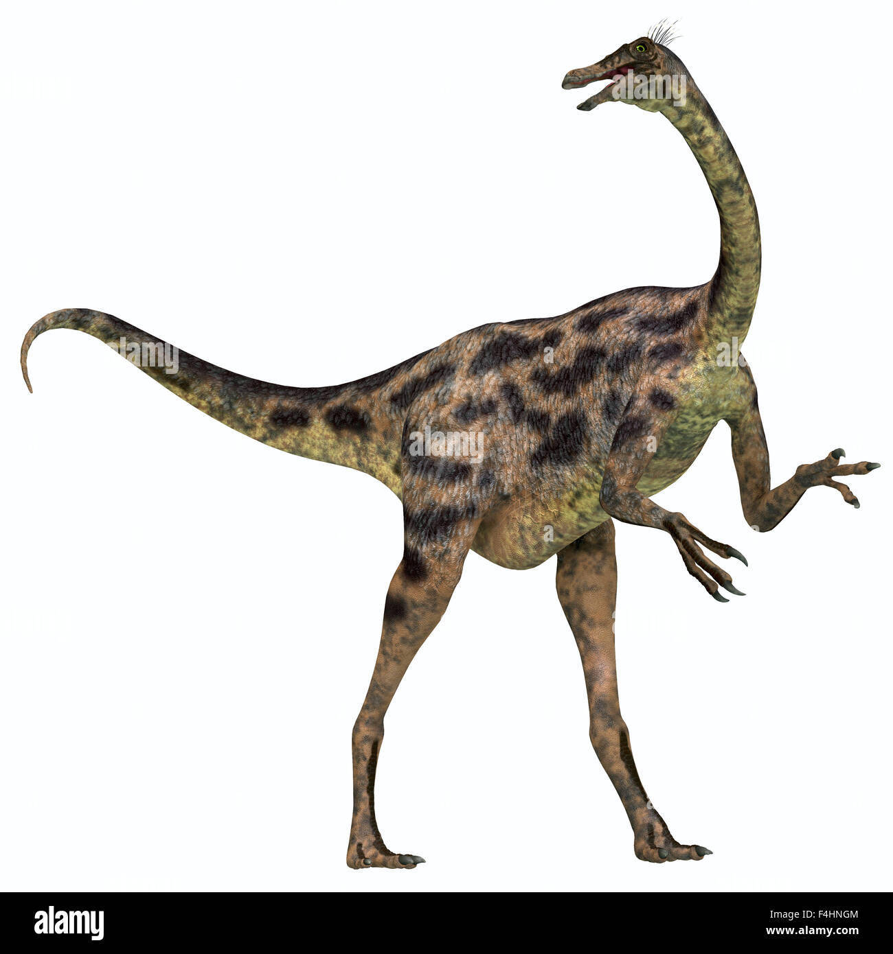 Gallimimus war ein Allesfresser Dinosaurier, die in der Mongolei während der Kreidezeit gelebt. Stockfoto