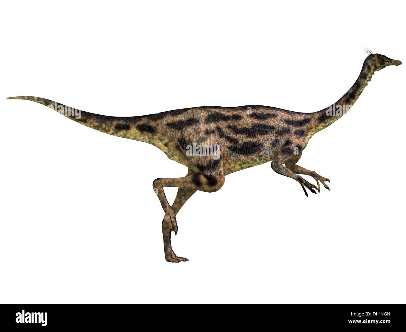 Gallimimus war ein Allesfresser Dinosaurier, die in der Mongolei während der Kreidezeit gelebt. Stockfoto