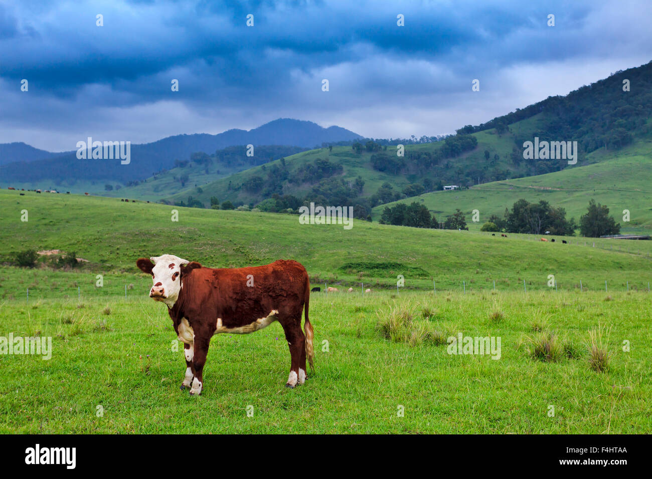 einzelne braune Angus steer Bull auf einer grünen Weide Weide in ländlichen Graduiertenkolleg australischen Farm an einem bewölkten Sommertag Stockfoto