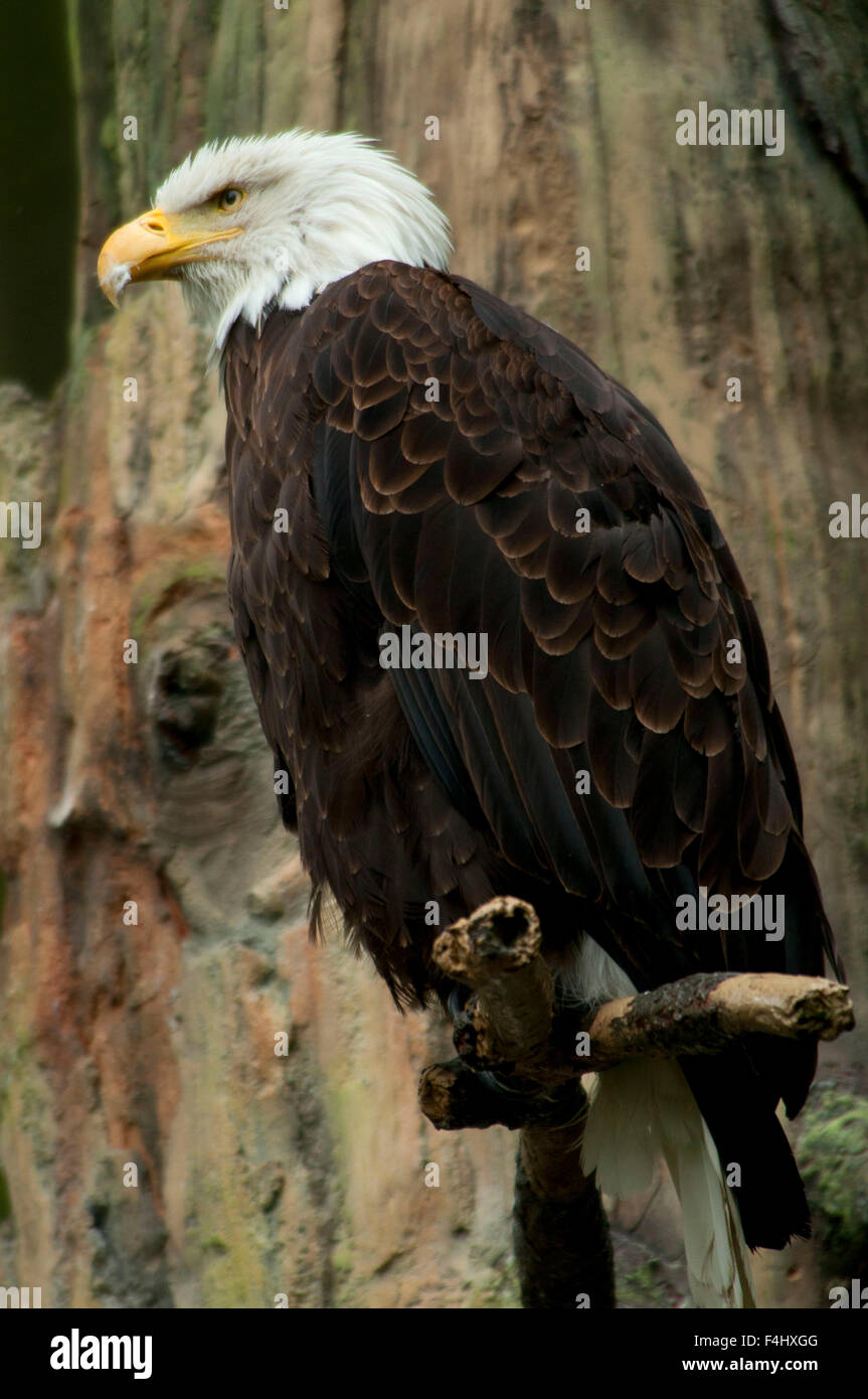 Weißkopf-Seeadler (Haliaeetus Leucocephalus), Woodland Park Zoo, Seattle, Washington Stockfoto