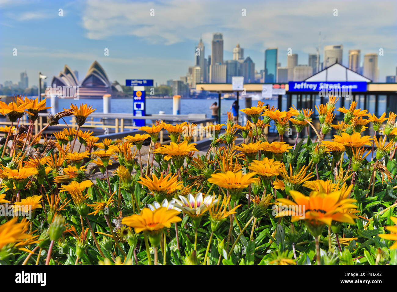 blühenden Gerbera Blumen in Milsons Point in Sydney mit Vordergrund Fokus gegen CBD Wahrzeichen der Stadt an sonnigen Frühlingstag Stockfoto