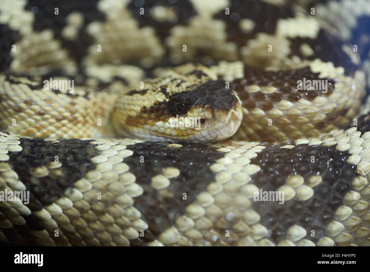 Klapperschlange Stockfoto