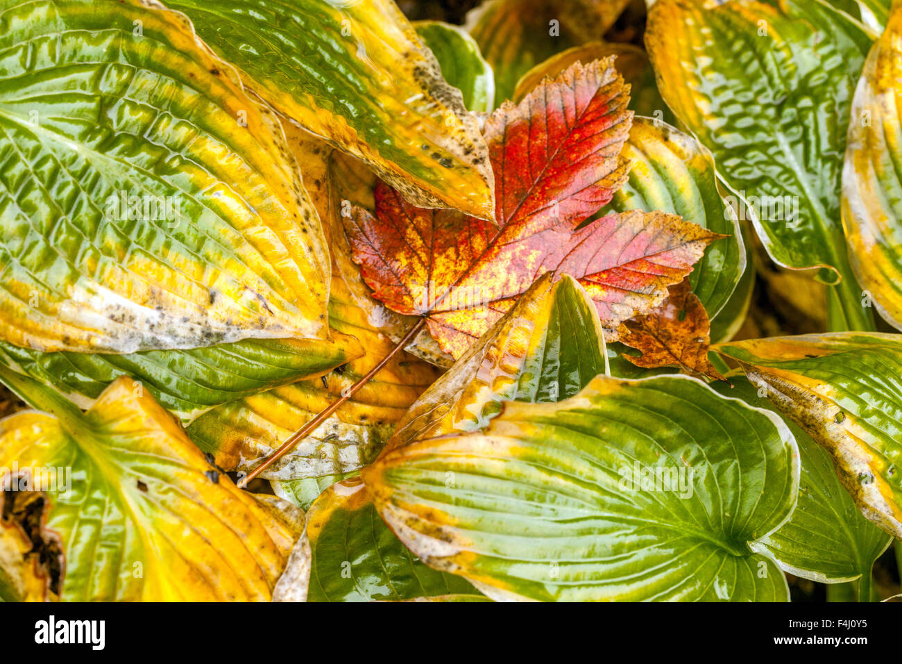 Hosta zeigt Herbstblätter, Ahornblatt Fall Stockfoto