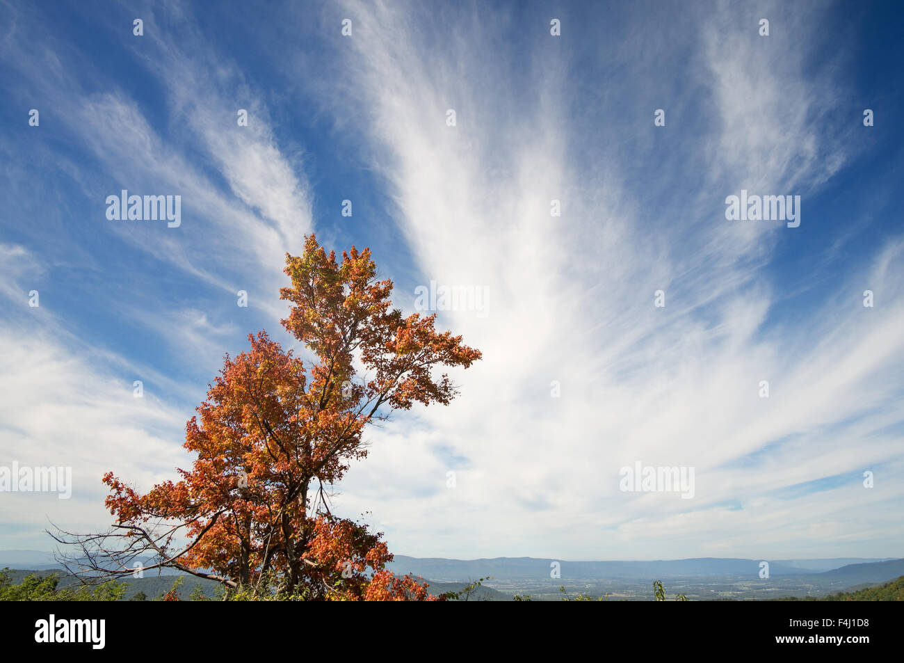 Baum mit Herbst Laub und blauer Himmel mit weißen Wolken Skyline Drive, Shenandoah-Nationalpark, Virginia, USA Stockfoto