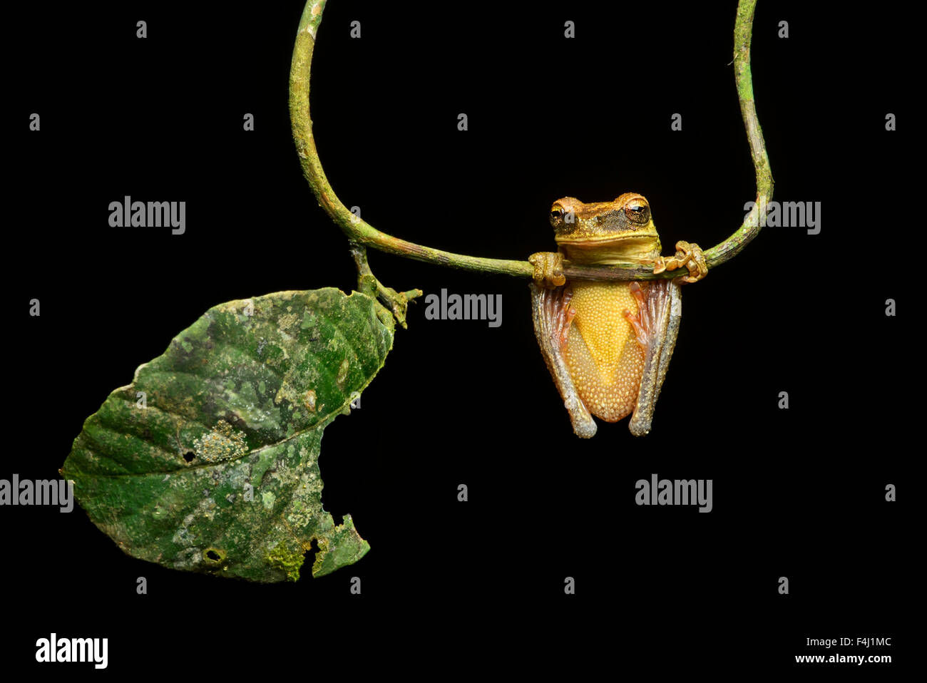Neotropische Treefrog (Osteocephalus Yasuni), Treefrog Familie (Hylidae), Amazonas-Regenwald, Yasuni-Nationalpark in Ecuador Stockfoto