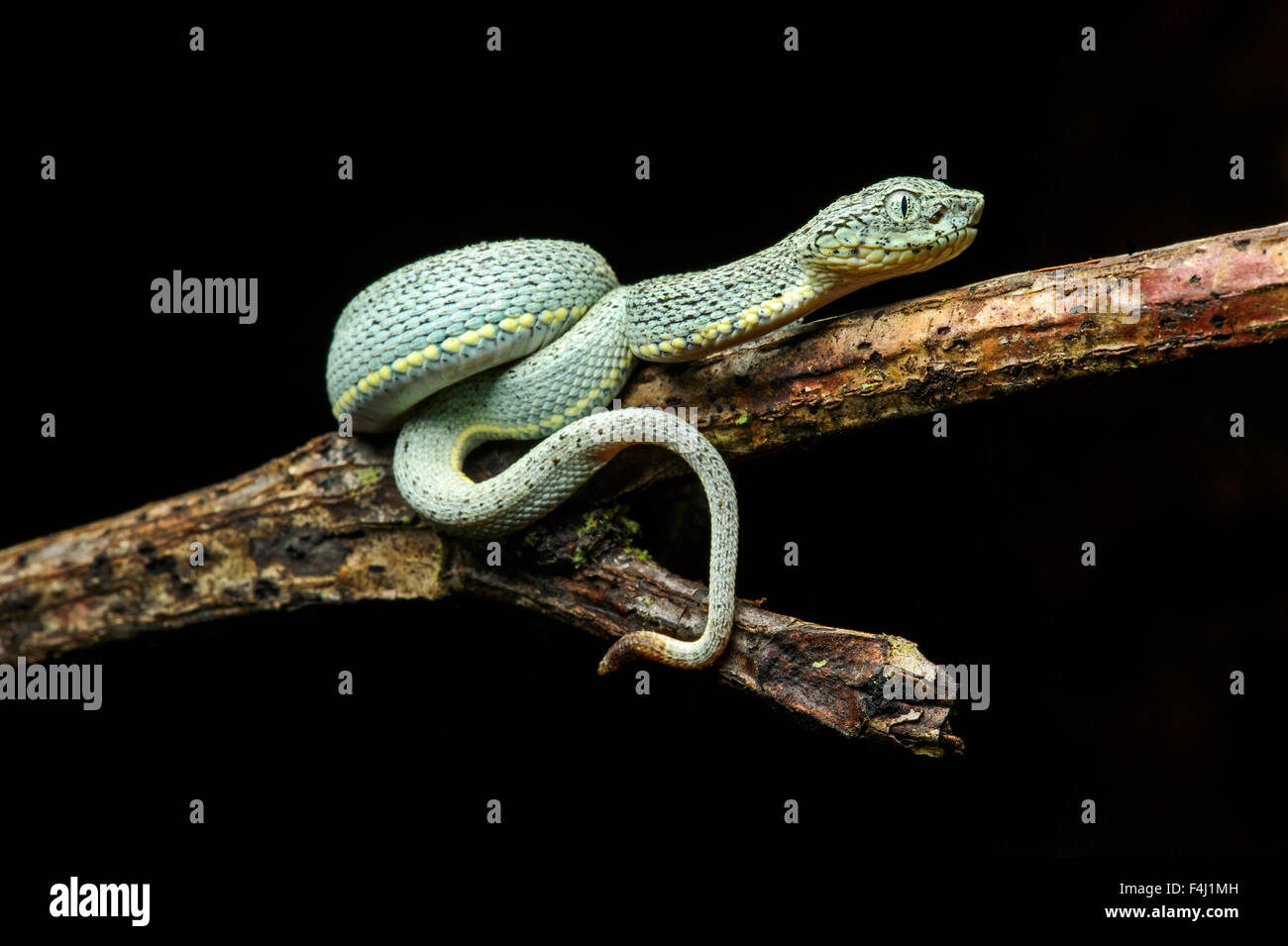 Kinder von giftigen Zwei gestreifte Wald Pitviper (Bothriopsis bilineata), Amazonas Regenwald, Yasuni Nationalpark, Ecuador Stockfoto