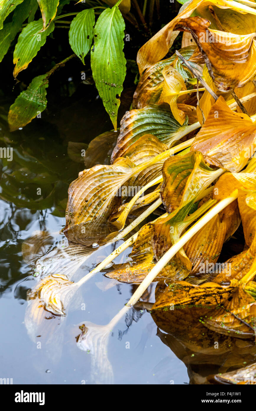 Im Gartenteich fallen die Herbstblätter von Hosta zu Wasser hosta Blätter auf dem Wasser kleinen Gartenteich Herbst Stockfoto