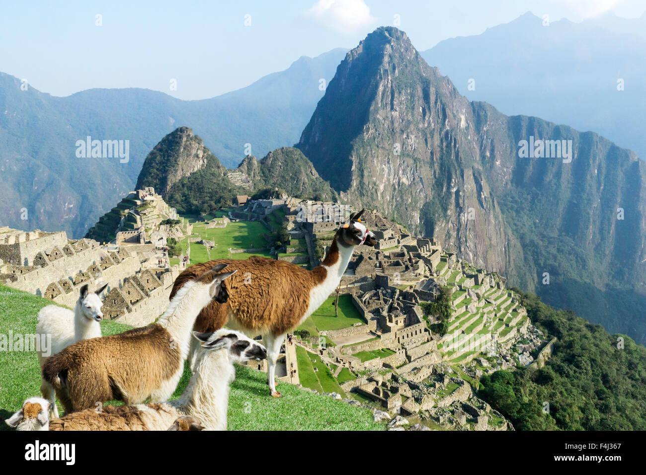 Machu Picchu-Website mit ständigen Lama Herde von oben. Ruinen von Machu Picchu in Peru sind UNESCO-Weltkulturerbe und eine der Welten Stockfoto
