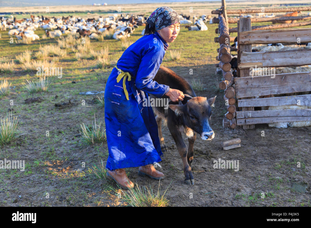 Lady tragen Kopftuch und blauen Deel Griffe Kalb, fernen Gers in dawnin Sommer Nomaden camp, Gurvanbulag, Bulgan, Mongolei Stockfoto