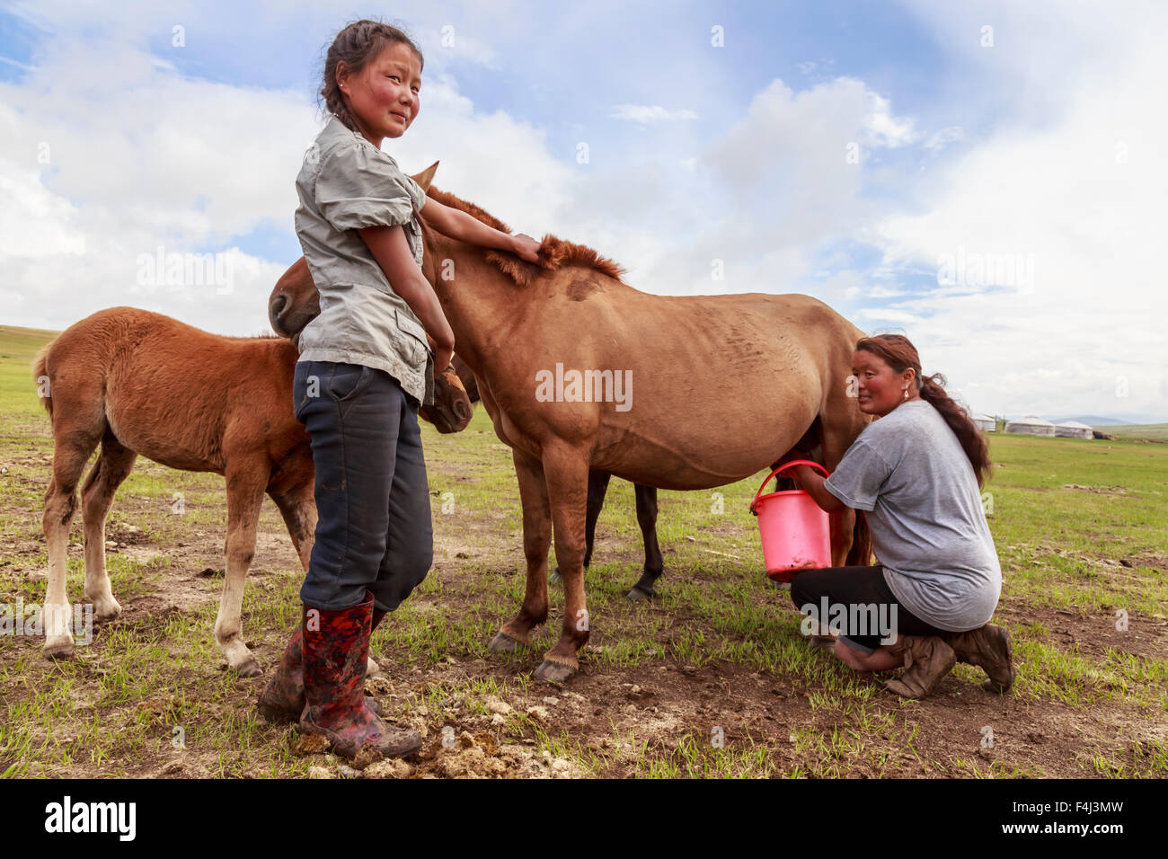 Lady melkt Stute (Pferd), Tochter hält Fohlen, Sommer Nomadencamp, Khujirt, Uvurkhangai (Ovorkhangai), zentrale Mongolei Stockfoto