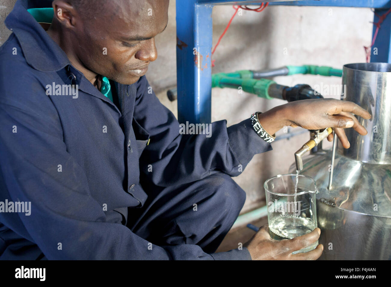 Bauern ernten und verarbeiten Teebaumöl zum Verkauf für den Export als ein Produkt Gesundheit und Schönheit, Kenia, Ostafrika, Afrika Stockfoto