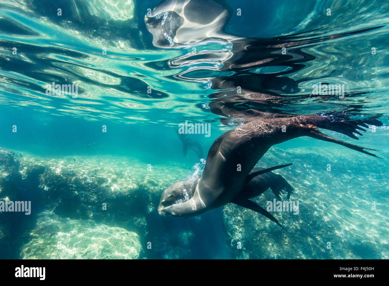 Erwachsenen kalifornischen Seelöwen (Zalophus Californianus) Unterwasser bei Los Islotes, Baja California Sur, Mexiko, Nordamerika Stockfoto