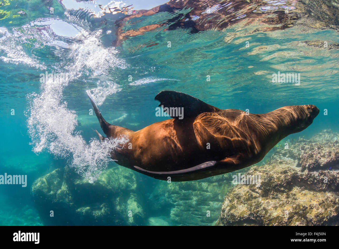Erwachsenen kalifornische Seelöwe (Zalophus Californianus) Unterwasser bei Los Islotes, Baja California Sur, Mexiko, Nordamerika Stockfoto