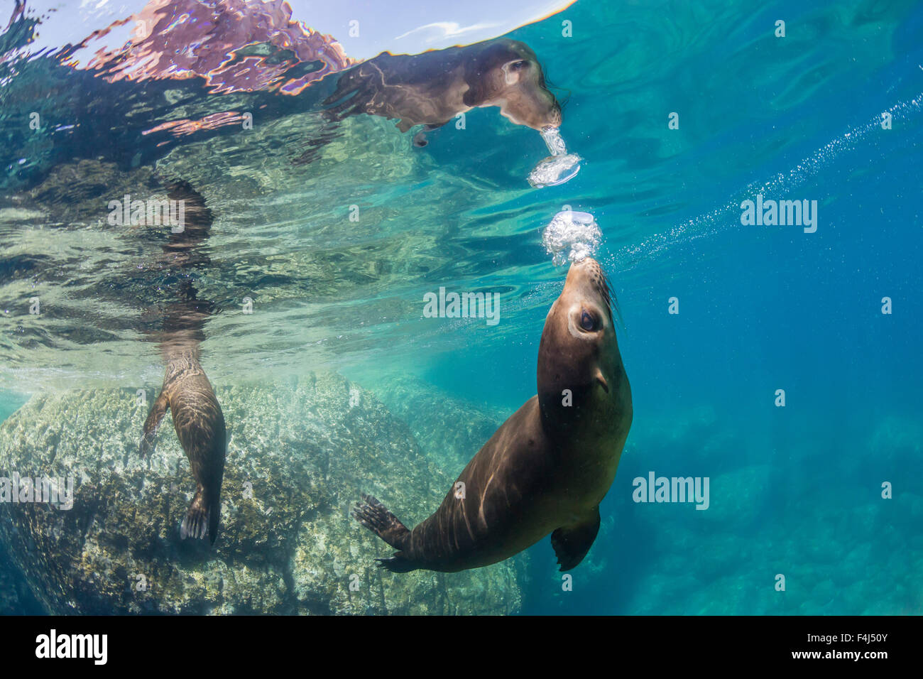 Erwachsenen kalifornischen Seelöwen (Zalophus Californianus) Unterwasser bei Los Islotes, Baja California Sur, Mexiko, Nordamerika Stockfoto