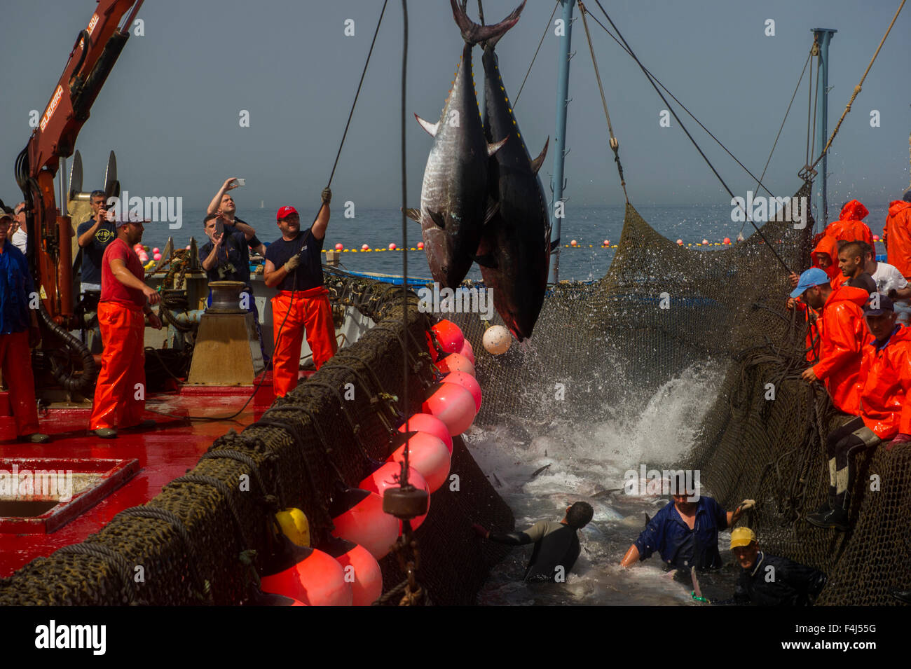 Atlantic Bluefin Thunfisch gefangen vom Almadraba Labyrinth net System, Fische sind hob über Seile und legte auf Eis, Andalusien, Spanien Stockfoto
