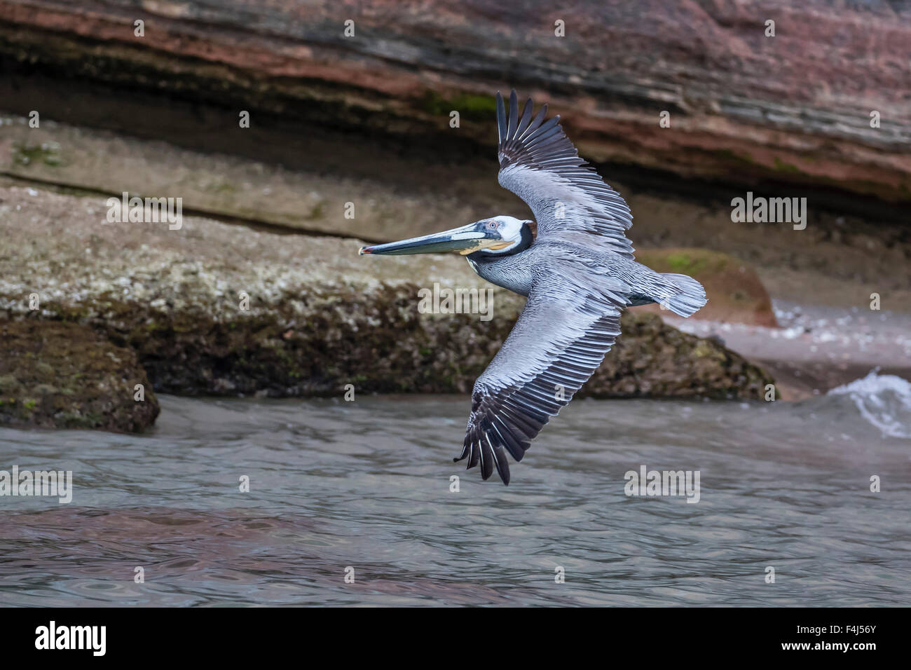 Einen Erwachsenen braune Pelikan (Pelecanus Occidentalis) im Flug am Punta Colorado, Isla San Jose, Baja California Sur, Mexiko Stockfoto