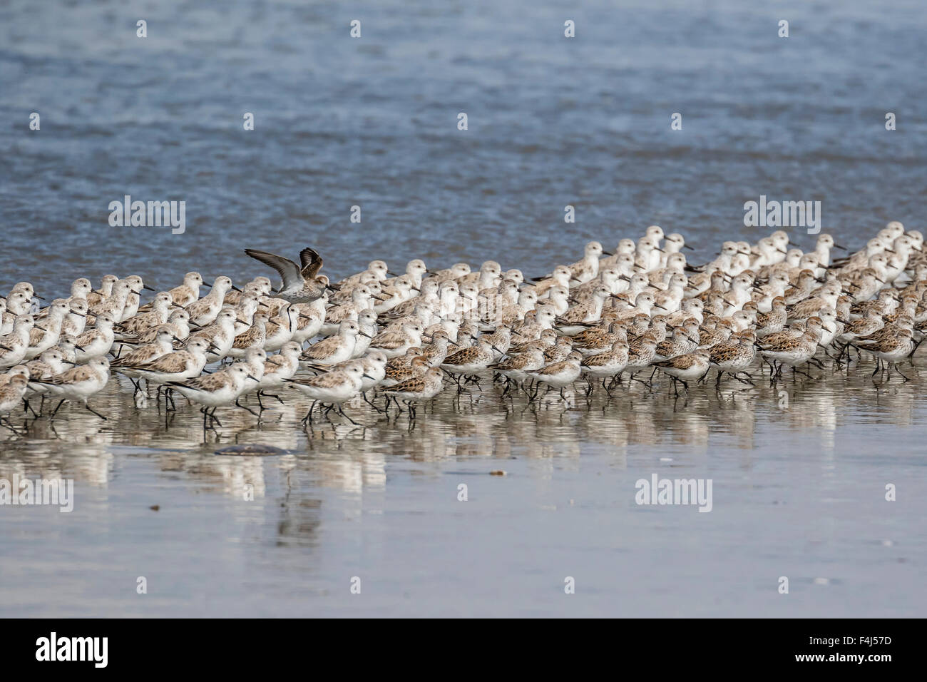 Eine Herde von Zugvögeln Sanderlinge (Calidris Alba), Sand Dollar Beach, Baja California Sur, Mexiko, Nordamerika Stockfoto