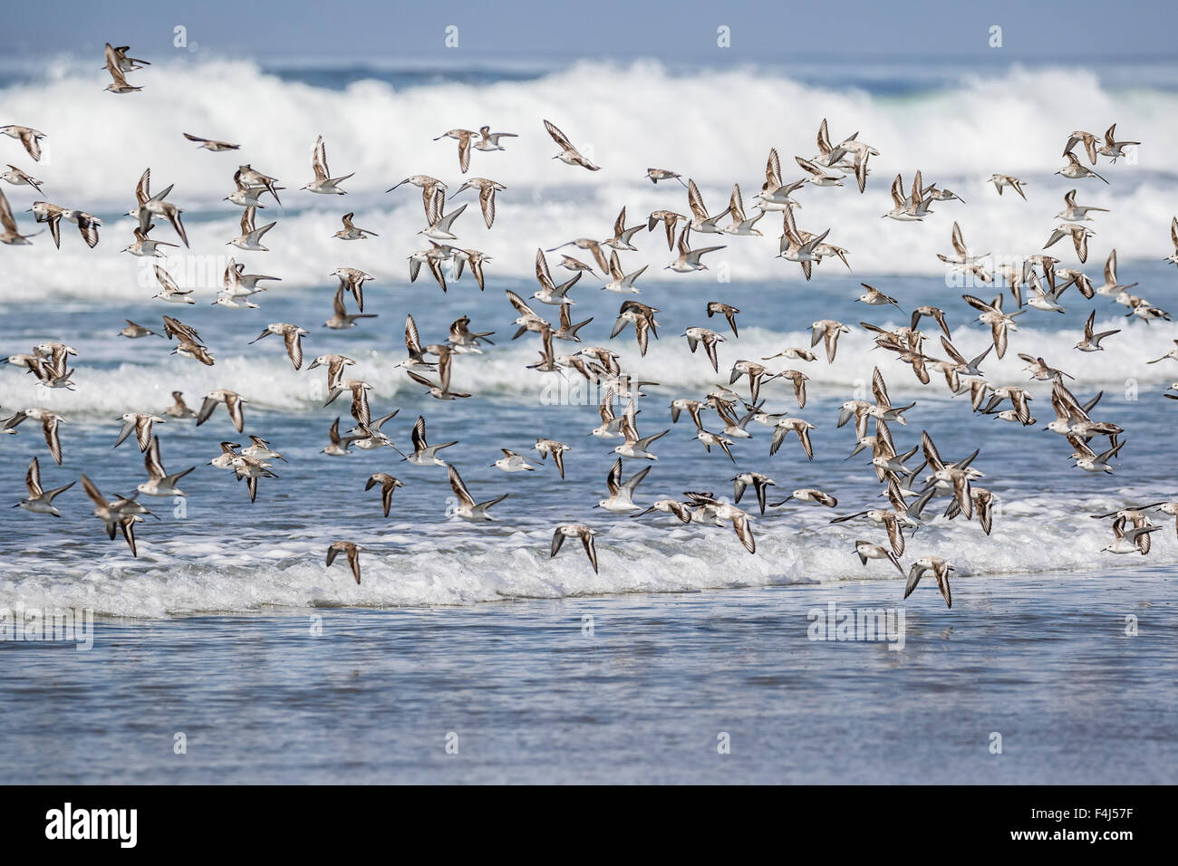 Eine Herde von Zugvögeln Sanderlinge (Calidris Alba) die Flucht auf Sand Dollar Beach, Baja California Sur, Mexiko, Nordamerika Stockfoto