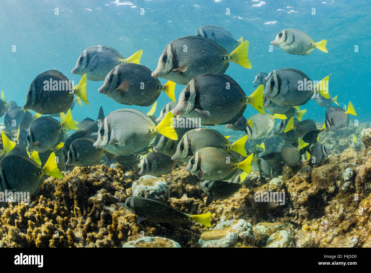 Eine große Schule von Gelbschwanz Doktorfisch auf das einzige lebende Korallenriff im Meer von Cortez, Cabo Pulmo, Baja California Sur, Mexiko Stockfoto
