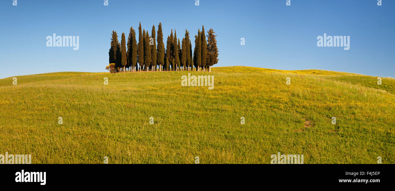 Gruppieren von Zypressen, in der Nähe von San Quirico, Val d ' Orcia (Orcia-Tal), UNESCO-Weltkulturerbe, Provinz Siena, Toskana, Italien Stockfoto