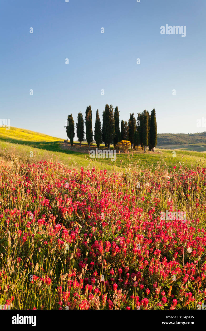 Gruppe von Zypressen und Blumenwiese, in der Nähe von San Quirico, Val d ' Orcia, UNESCO, Provinz Siena, Toskana, Italien Stockfoto