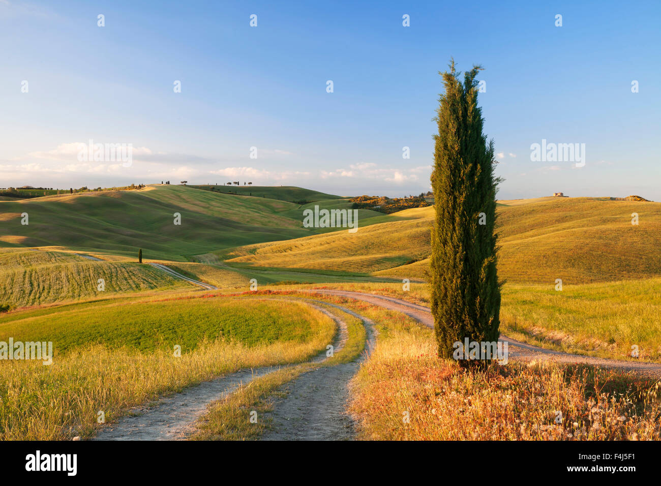 Toskanische Landschaft mit Zypresse, in der Nähe von San Quirico, Val d ' Orcia (Orcia-Tal), UNESCO, Provinz Siena, Toskana, Italien Stockfoto