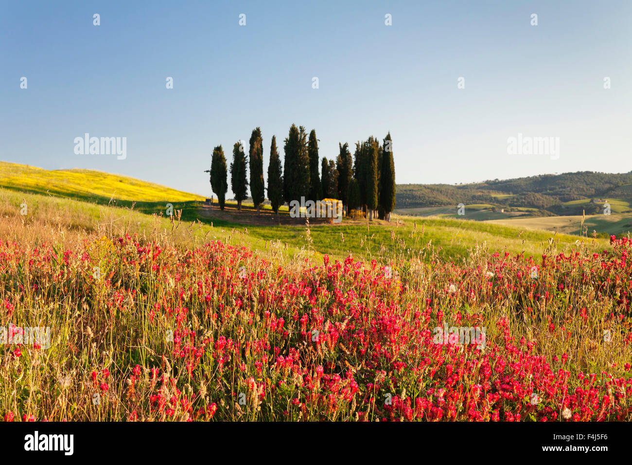 Gruppe von Zypressen und Blumenwiese, in der Nähe von San Quirico, Val d ' Orcia, UNESCO, Provinz Siena, Toskana, Italien Stockfoto