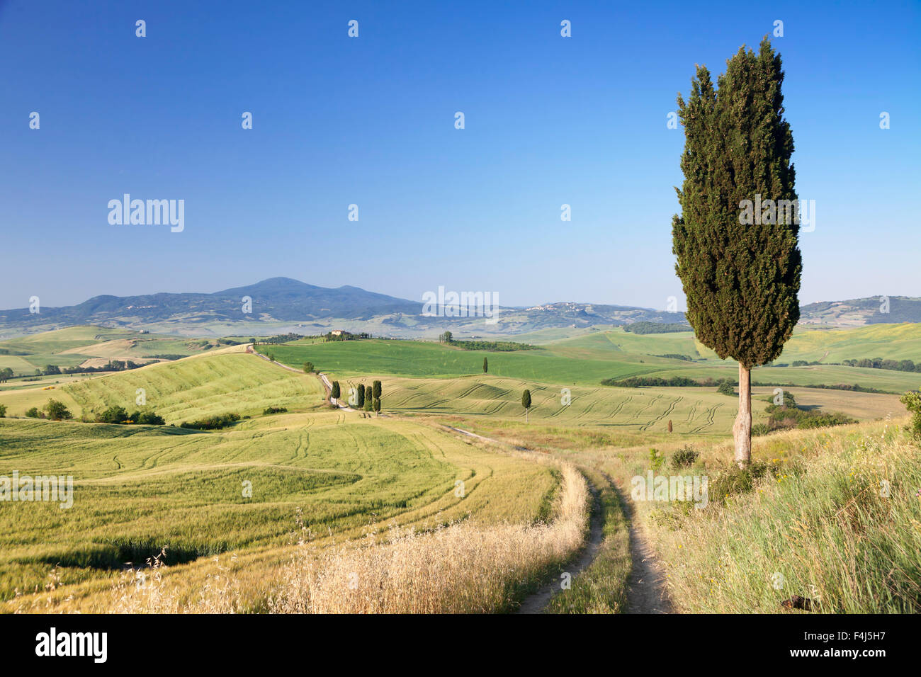Toskanische Landschaft mit Zypressen, in der Nähe von Pienza, Val d ' Orcia (Orcia-Tal), UNESCO, Provinz Siena, Toskana, Italien Stockfoto