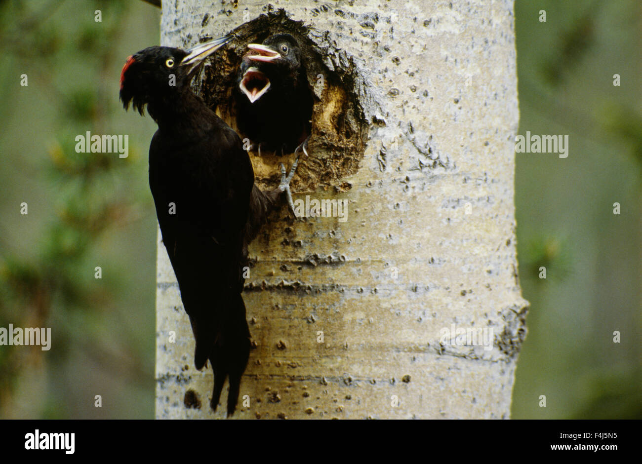 Ein Crowe Feading die Jungvögel Stockfoto