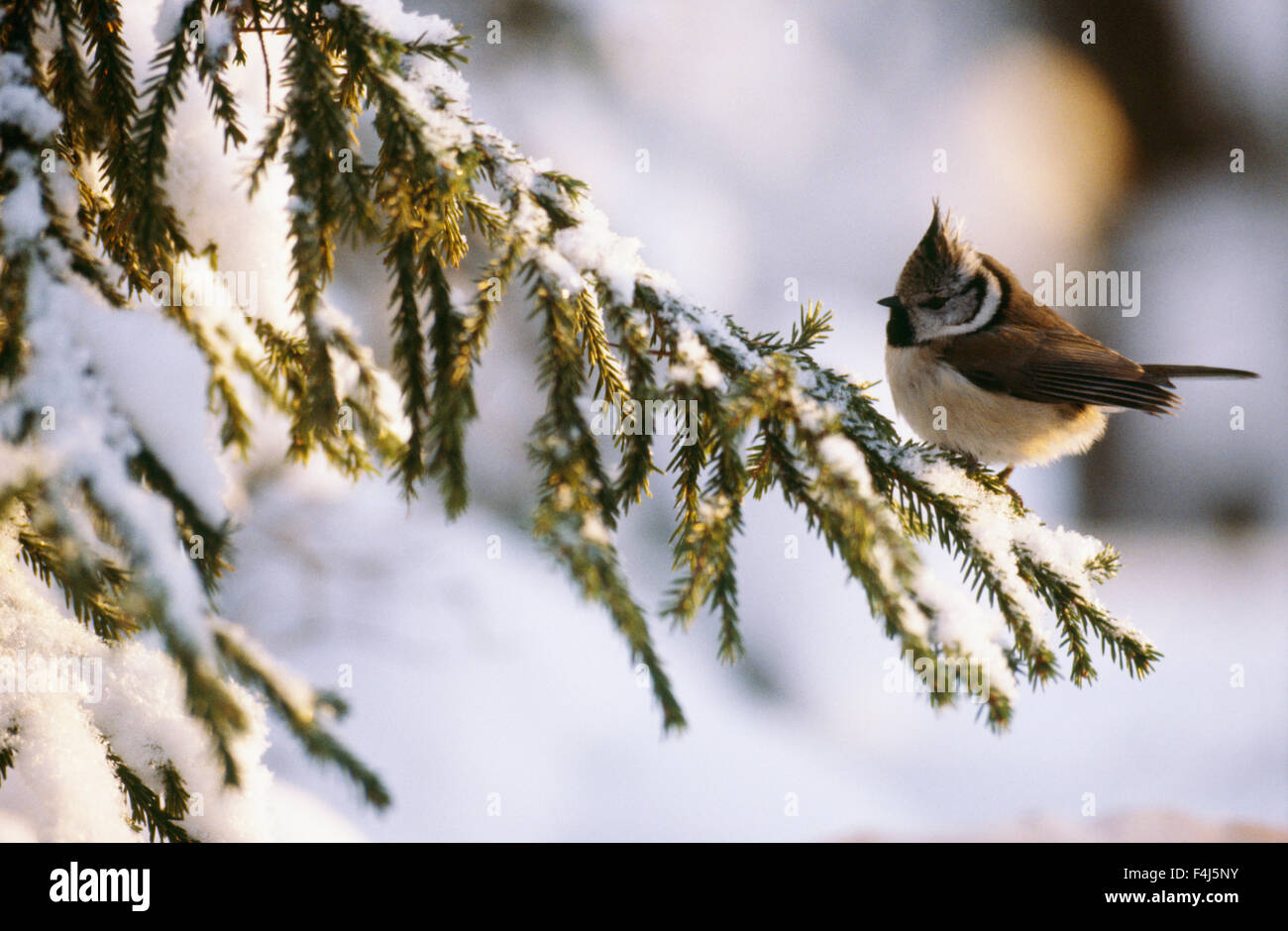 Niederlassung Farbe Bild Nadelbaum crested Tit Tag Finnland keine Menschen im freien Scandinavia Vögelchen Schnee Fichte Tradition Baum winter Stockfoto