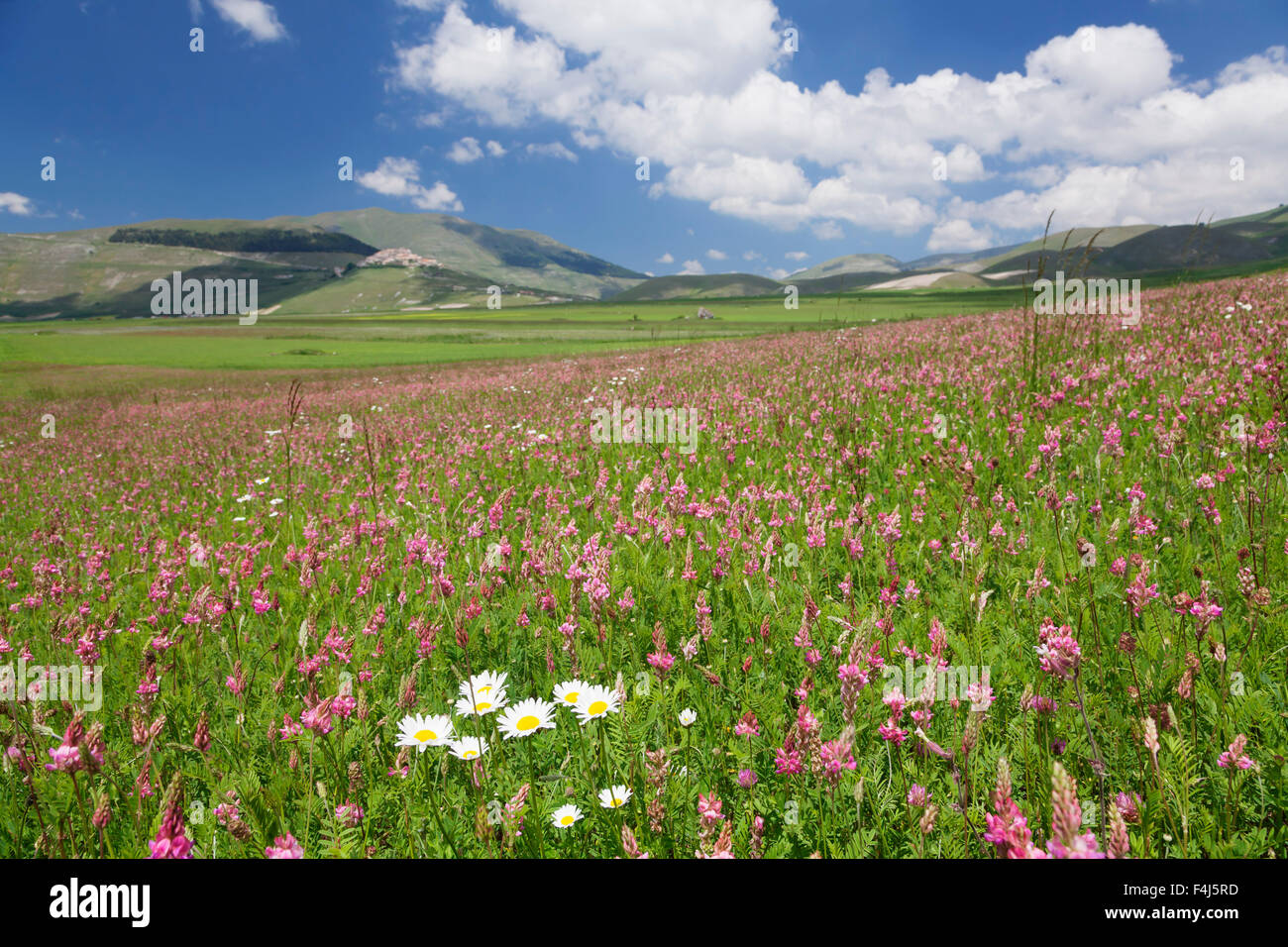 Bereich der Wildblumen, Castelluccio di Norcia, Piano Grande, Nationalpark Monti Sibillini, Perigua Bezirk, Umbrien, Italien Stockfoto