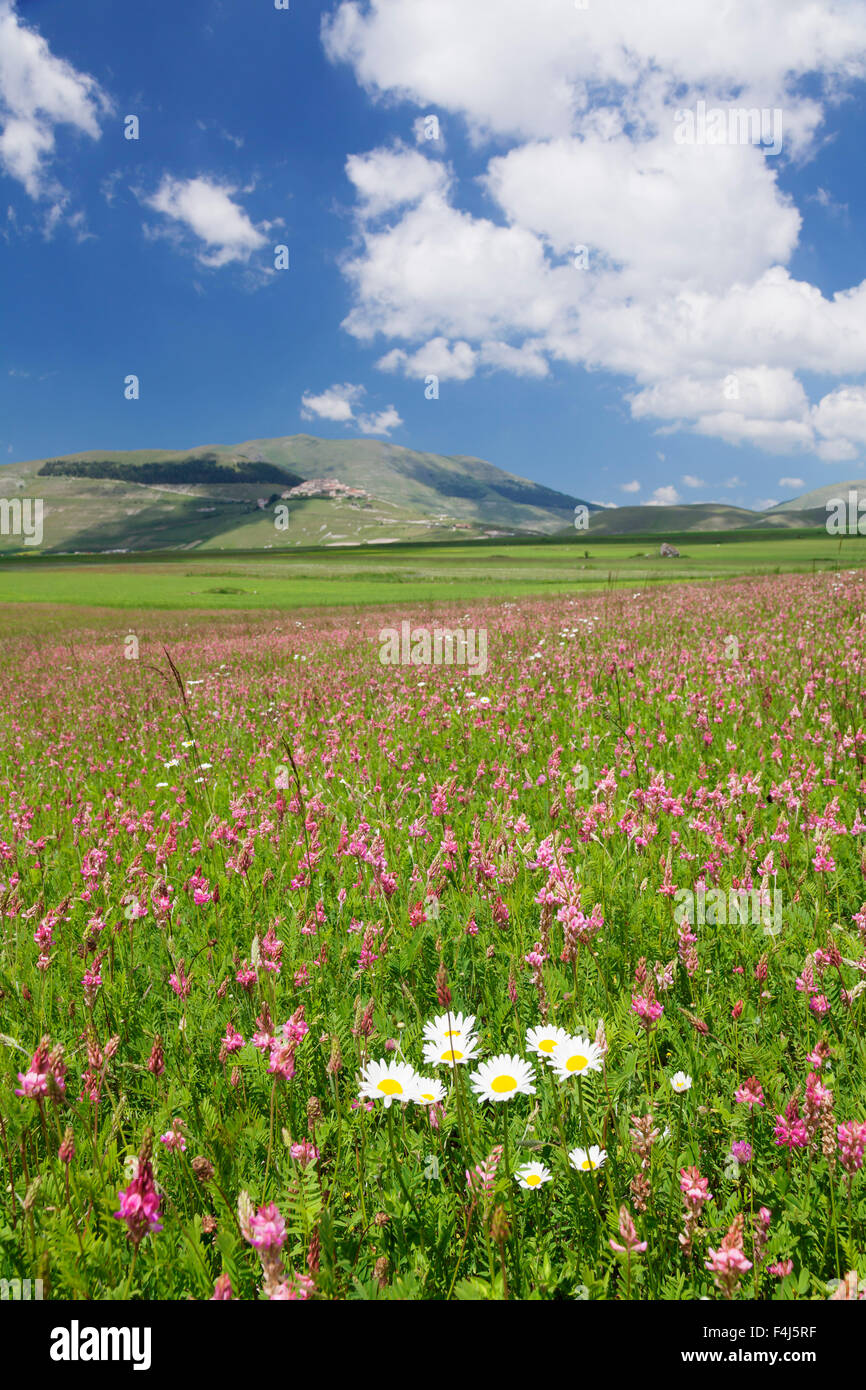 Bereich der Wildblumen, Castelluccio di Norcia, Piano Grande, Nationalpark Monti Sibillini, Perigua Bezirk, Umbrien, Italien Stockfoto