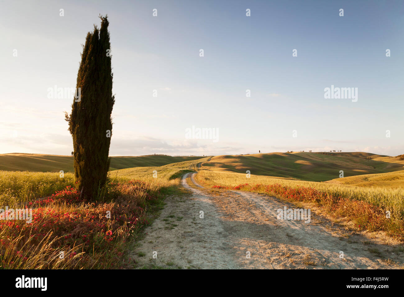 Toskanische Landschaft mit Zypresse, in der Nähe von San Quirico, Val d ' Orcia (Orcia-Tal), UNESCO, Provinz Siena, Toskana, Italien Stockfoto