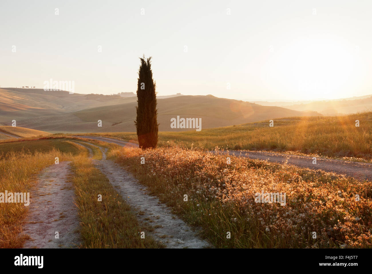 Toskanische Landschaft mit Zypresse bei Sonnenaufgang, in der Nähe von San Quirico, Val d ' Orcia, UNESCO, Provinz Siena, Toskana, Italien Stockfoto