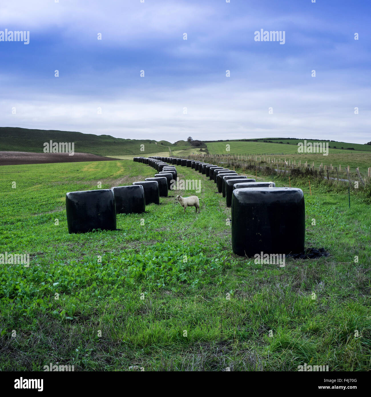Maiden Castle, Dorset Stockfoto