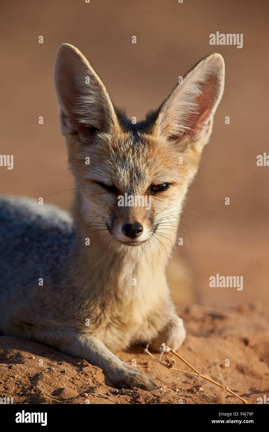 Cape Fox, Kgalagadi Transfrontier Park, umfasst das ehemalige Kalahari Gemsbok National Park in Südafrika Stockfoto