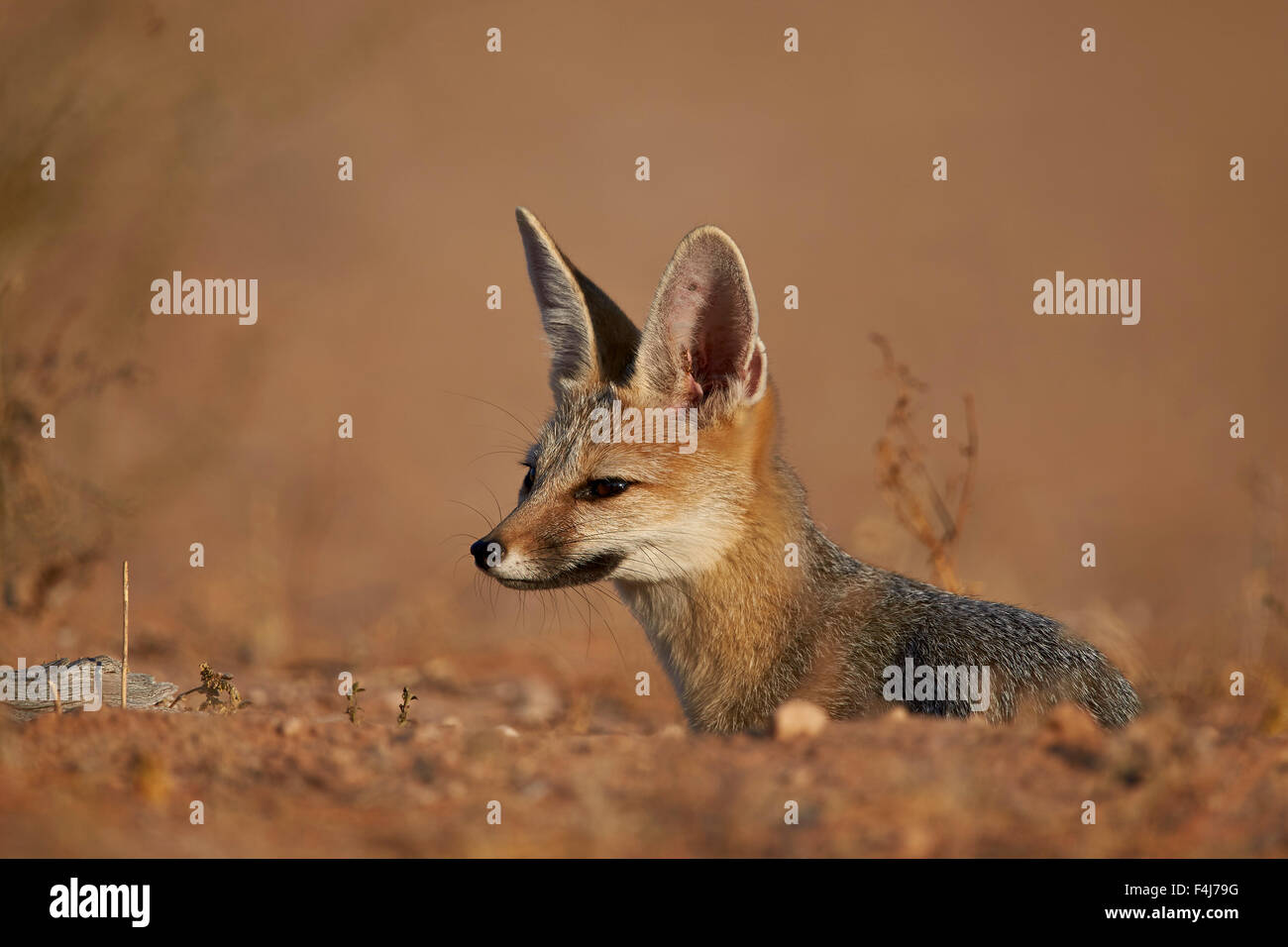 Cape Fox, Kgalagadi Transfrontier Park, umfasst das ehemalige Kalahari Gemsbok National Park in Südafrika Stockfoto