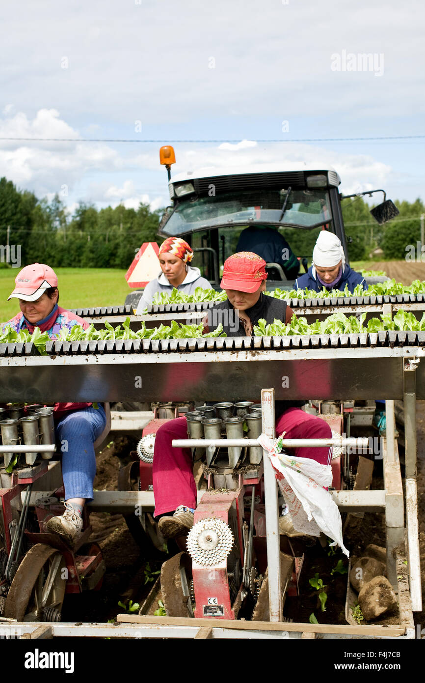Menschen Pflanzen Eisbergsalat auf einem Feld, Finnland. Stockfoto