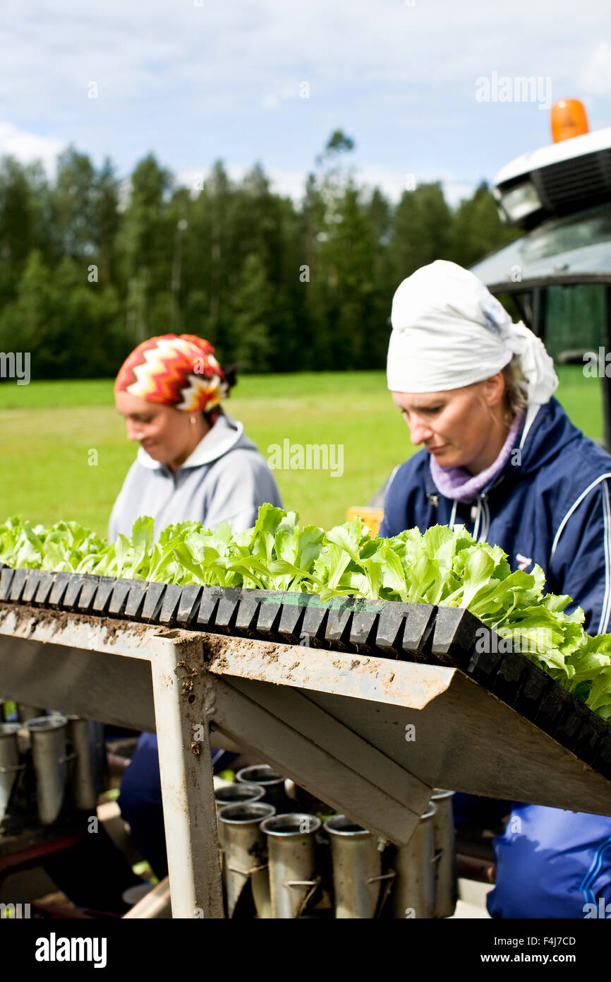 Menschen Pflanzen Eisbergsalat auf einem Feld, Finnland. Stockfoto
