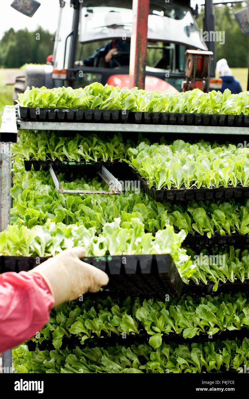 Eisbergsalat, Finnland. Stockfoto