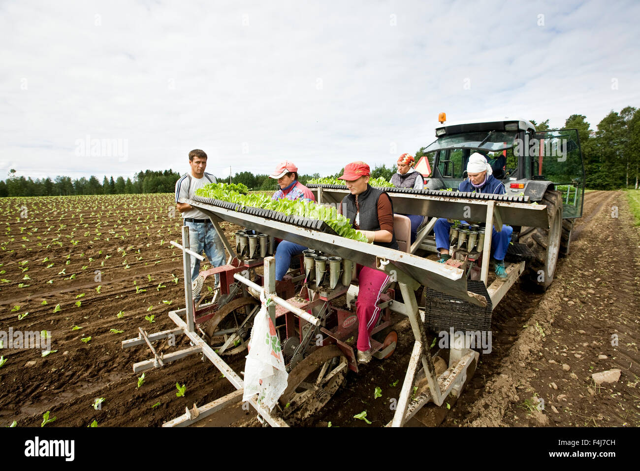 Menschen Pflanzen Eisbergsalat auf einem Feld, Finnland. Stockfoto
