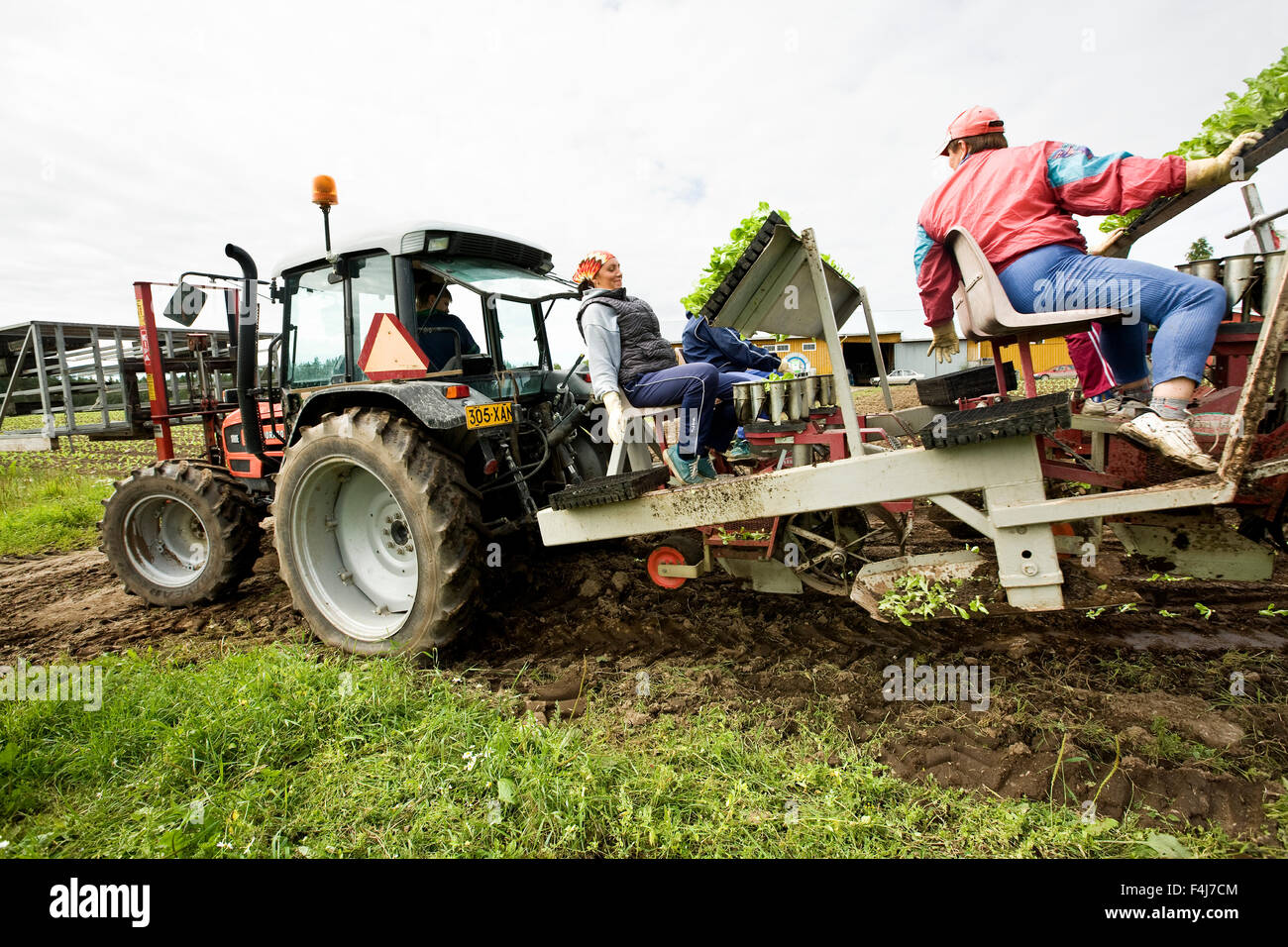 Menschen Pflanzen Eisbergsalat auf einem Feld, Finnland. Stockfoto