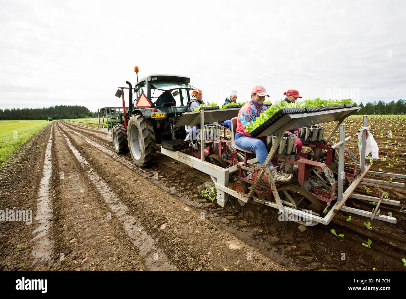 Menschen Pflanzen Eisbergsalat auf einem Feld, Finnland. Stockfoto