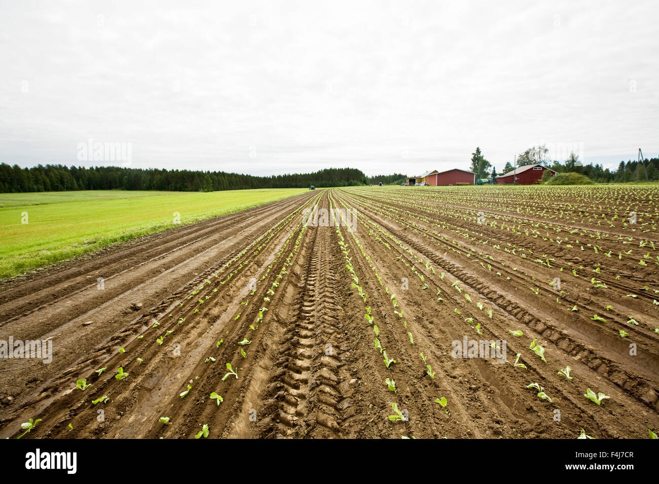 Pflanzung von Eisbergsalat, Finnland. Stockfoto