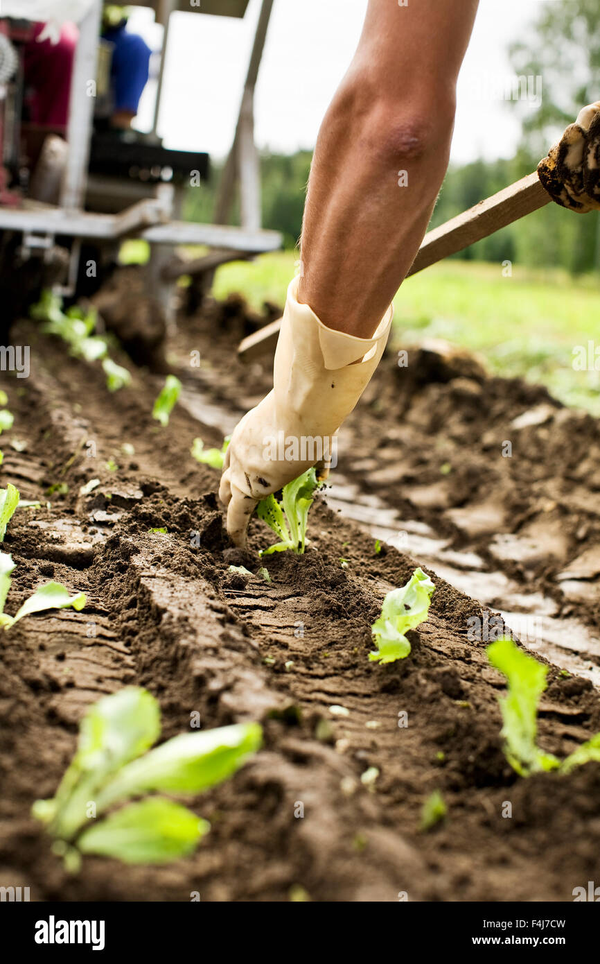 Menschen Pflanzen Eisbergsalat auf einem Feld, Finnland. Stockfoto