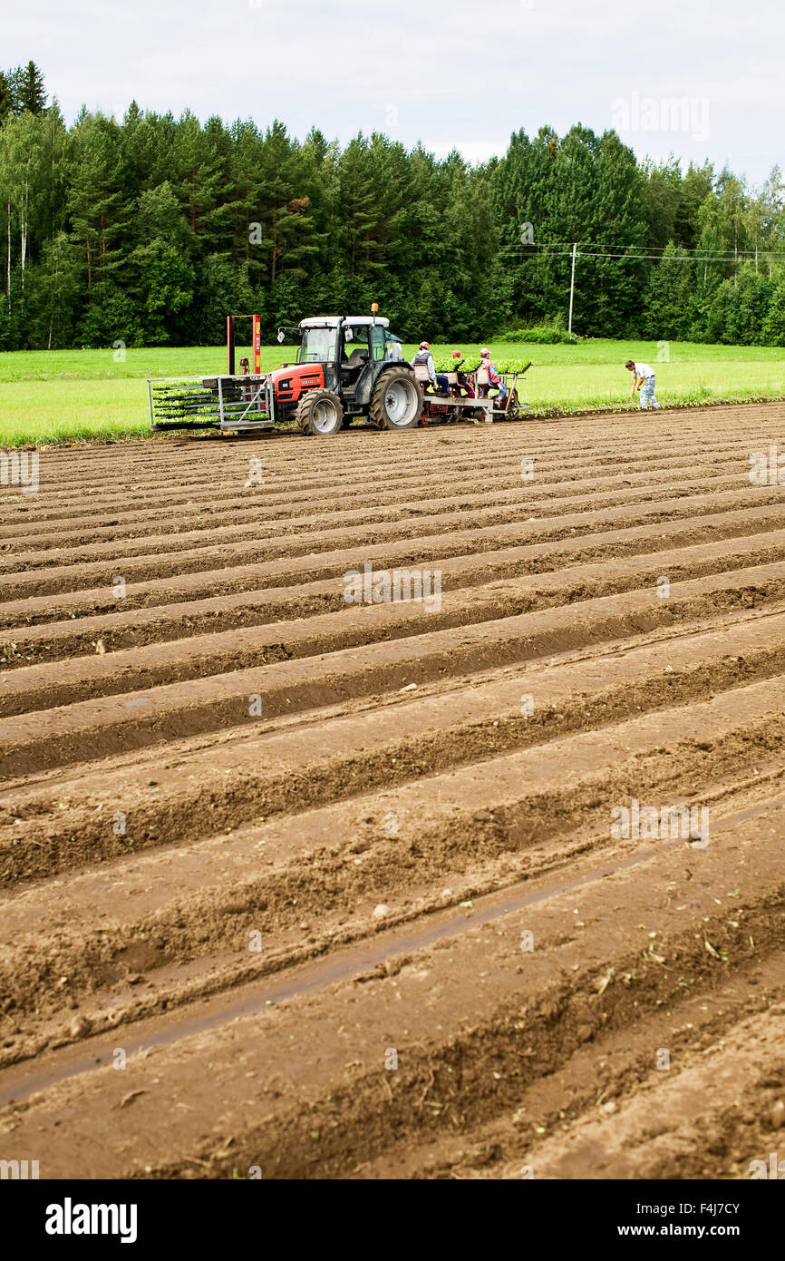 Ein Traktor bei der Arbeit in einem Feld, Finnland. Stockfoto