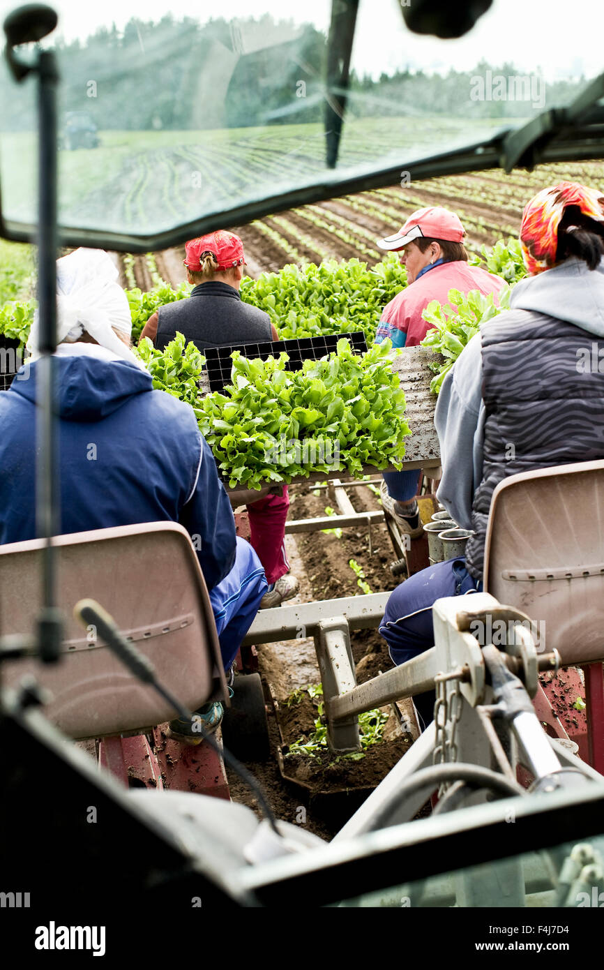 Menschen Pflanzen Eisbergsalat auf einem Feld, Finnland. Stockfoto
