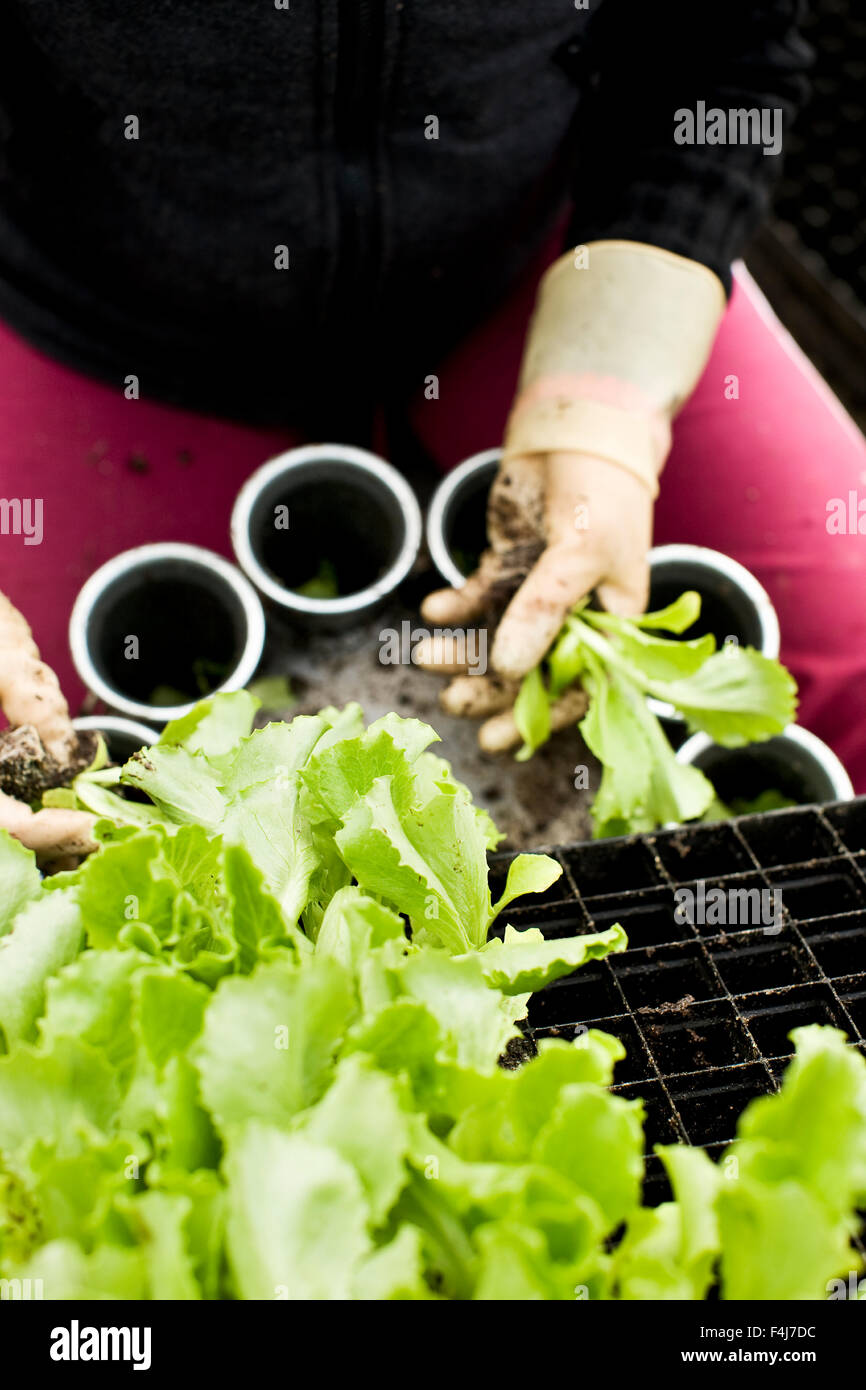 Menschen Pflanzen Eisbergsalat auf einem Feld, Nahaufnahme, Finnland. Stockfoto